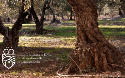 El olivar: raíces profundas y herencia mediterránea.